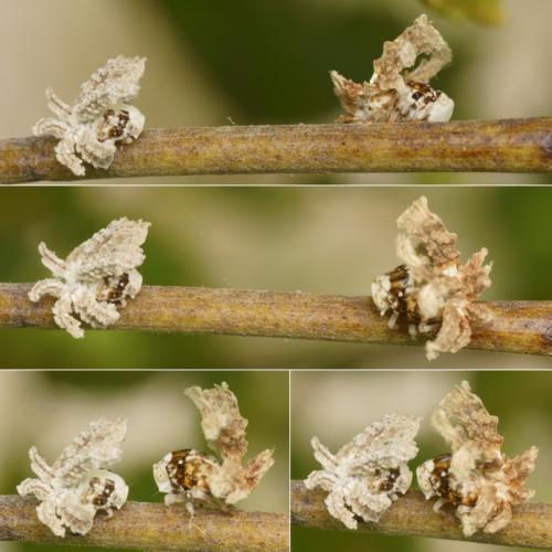 Ricania speculum